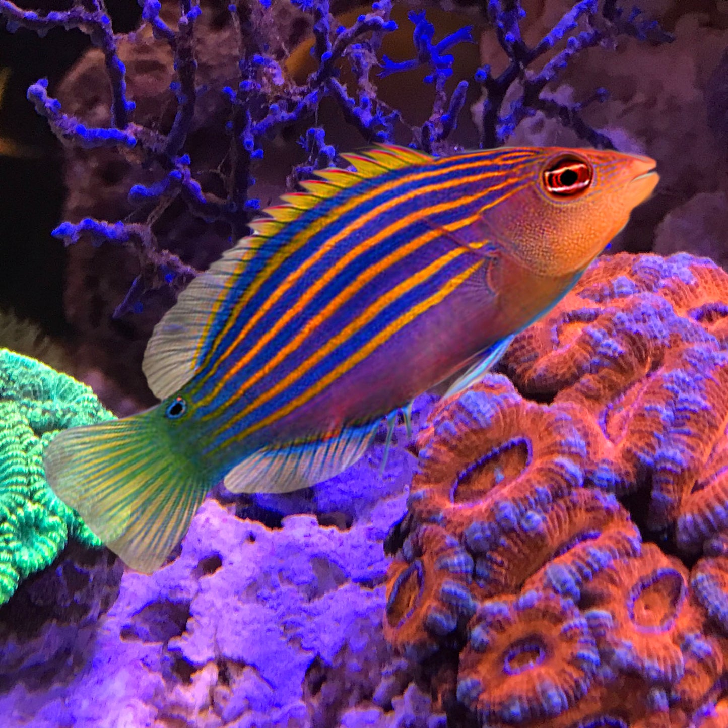 Six Line Wrasse, Pseudocheilinus hexataenia