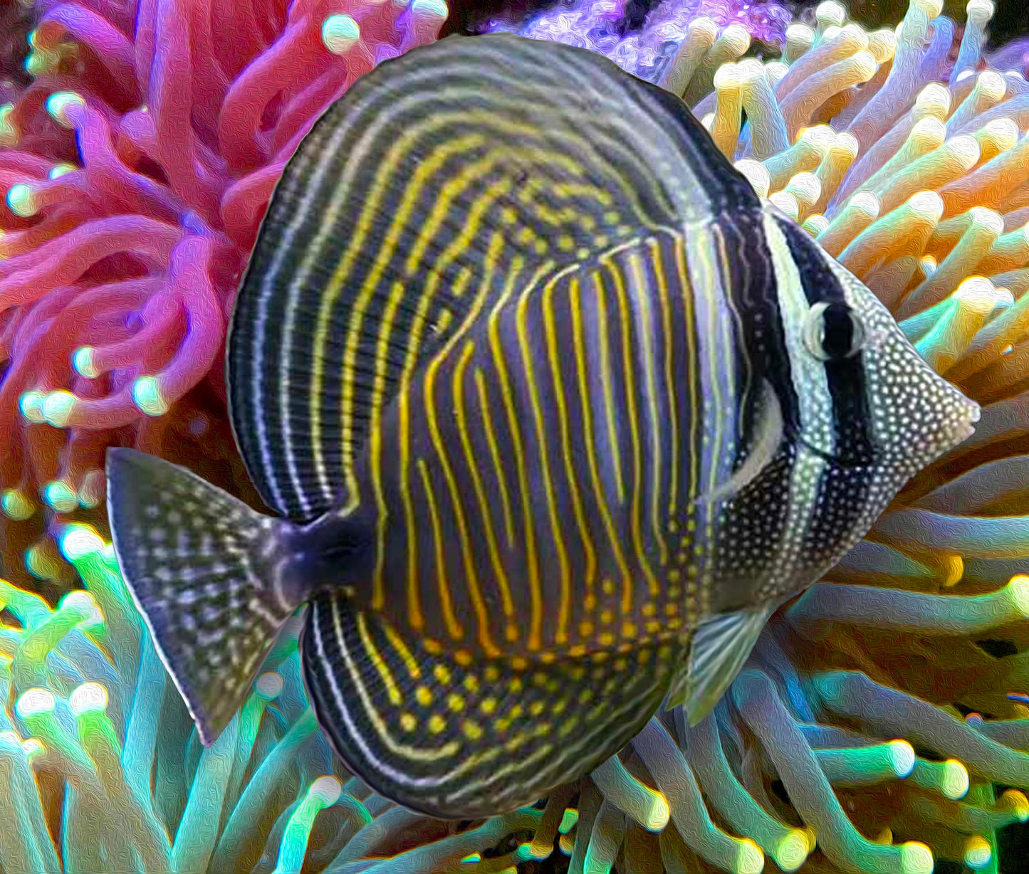 Indian Ocean Sailfin Tang, Zebrasoma desjardinii.