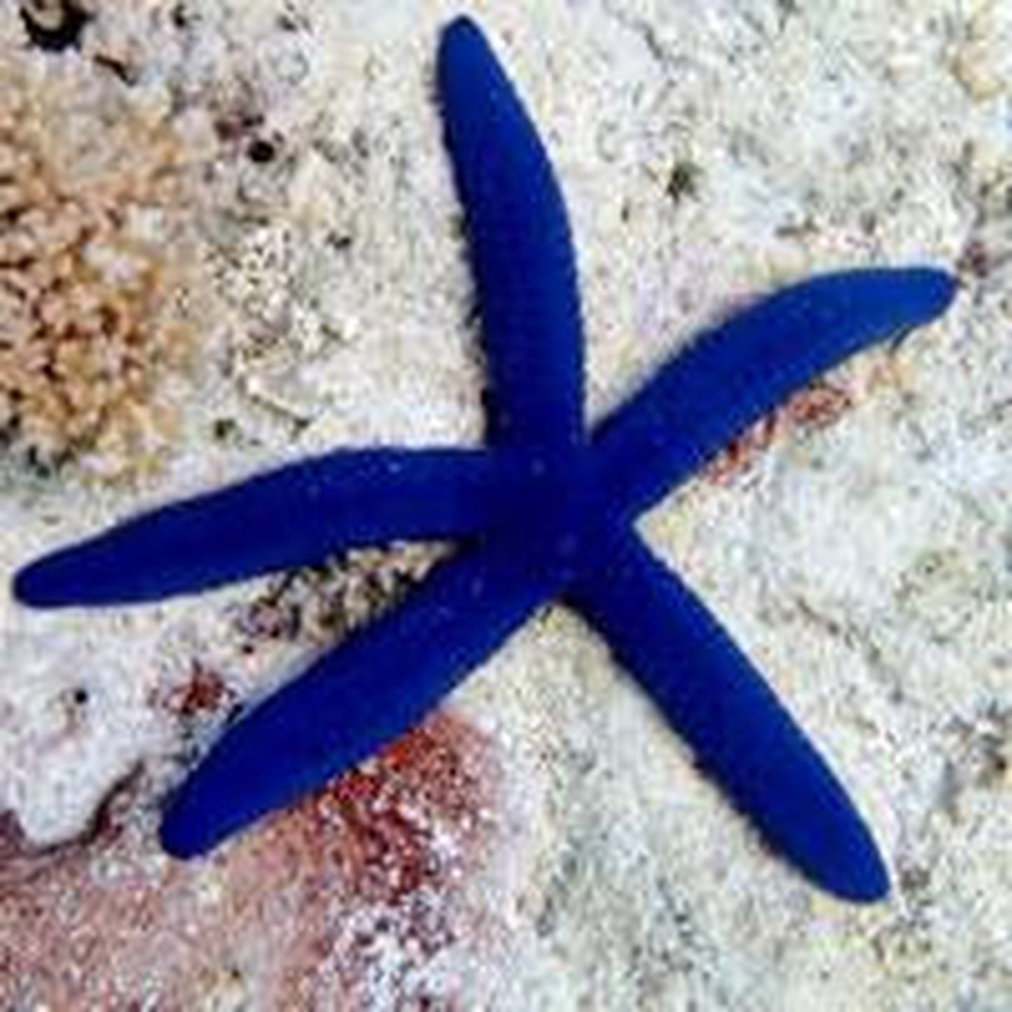 Blue Starfish, Linckia Laevigata