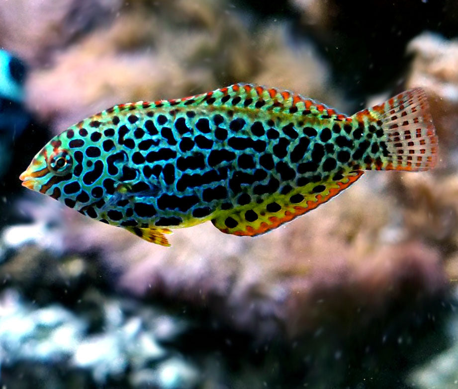 Spotted leopard wrasse, Macropharyngodon meleagris