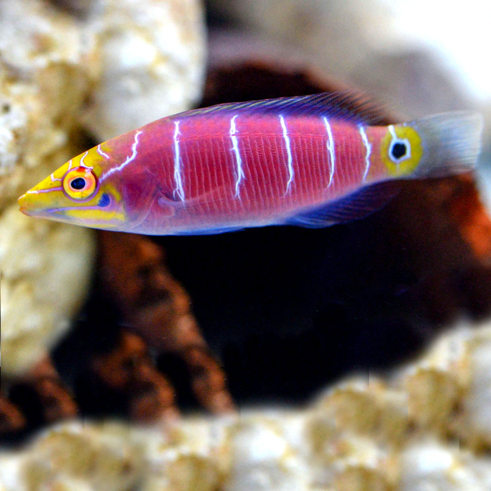 Mystery Wrasse, Pseudocheilinus ocellatus – The Reef Experience