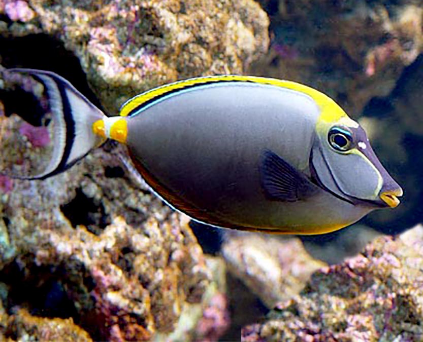 Naso Tang, Naso Lituratus