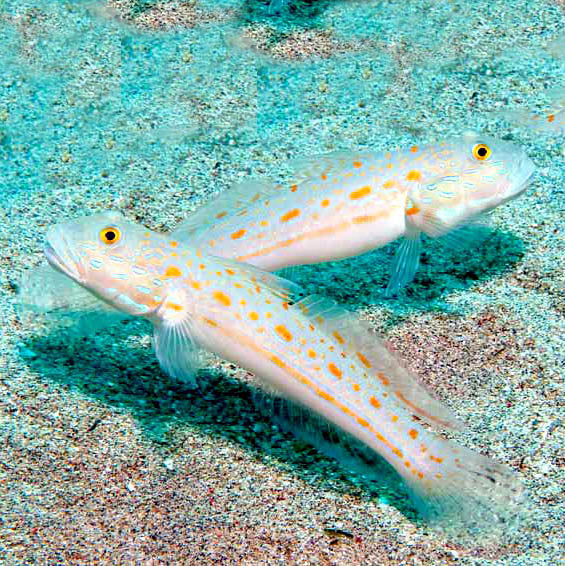 Orange Spot Goby, Valenciennea puellaris.