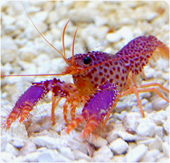 Purple Reef Lobster, Enoplometopus debelius