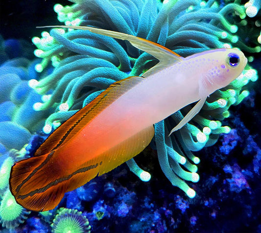 Firefish Nemateleotris Magnifica