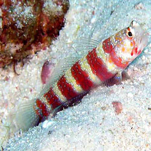 Red Banded Shrimp Goby, Amblyeleotris wheeleri