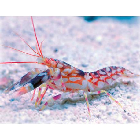 Tiger / Marble Pistol Shrimp , Alpheus Bellulus