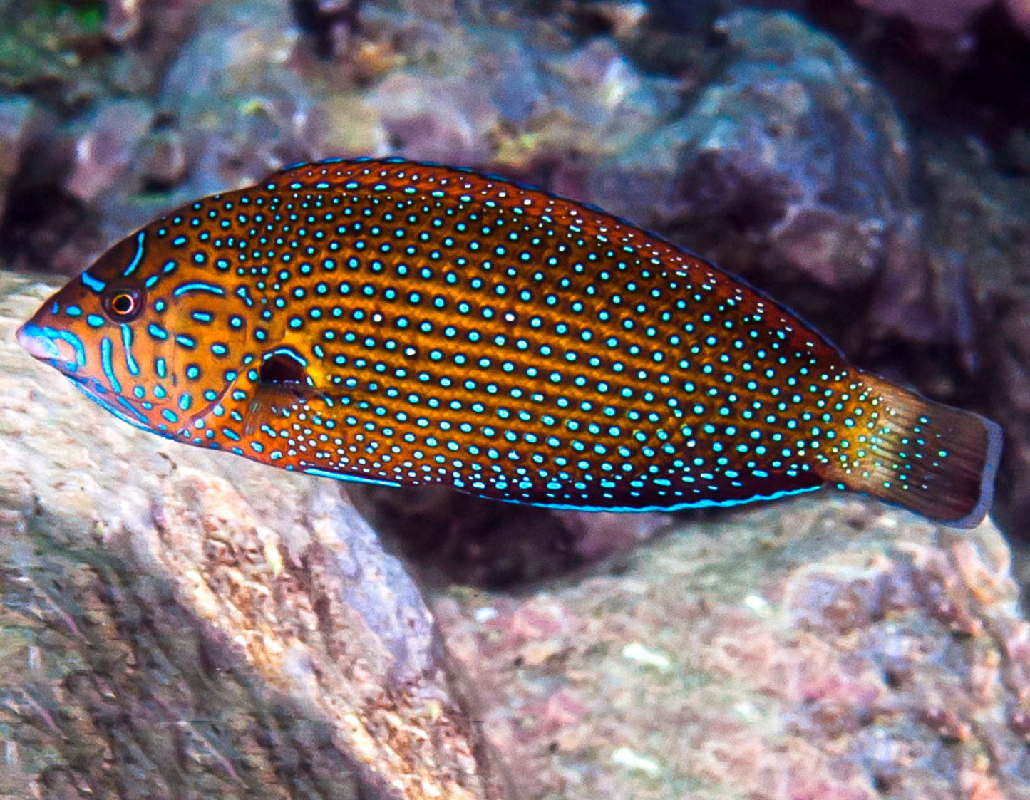 Blue Spot Tamarin Wrasse, Anampses caeruleopunctatus
