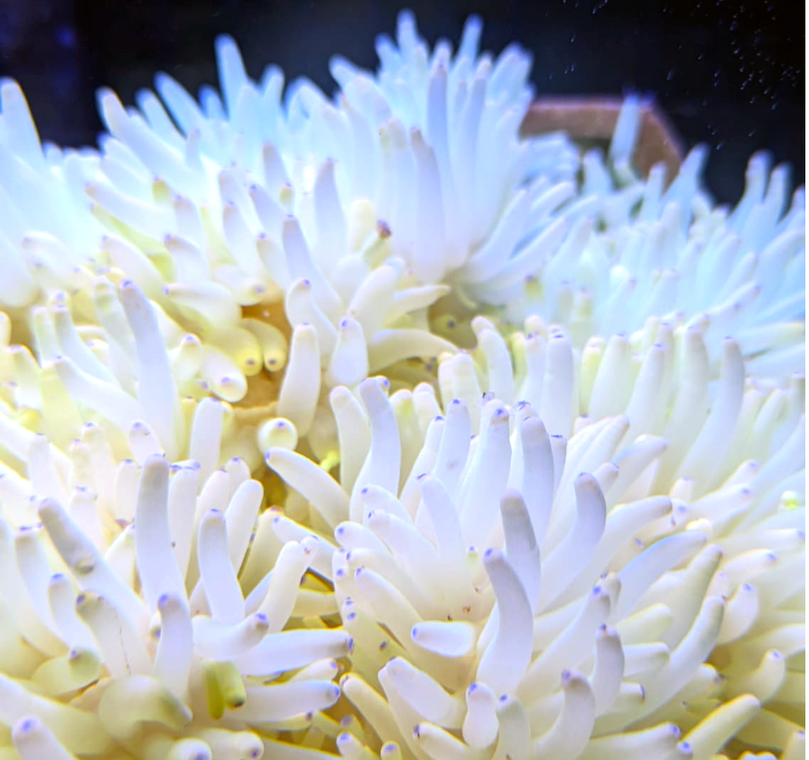 Malu Anemone- white, Heteractis crispa