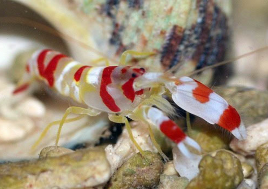 Orange Banded Prawn Goby + Randall's pistol shrimp pairs