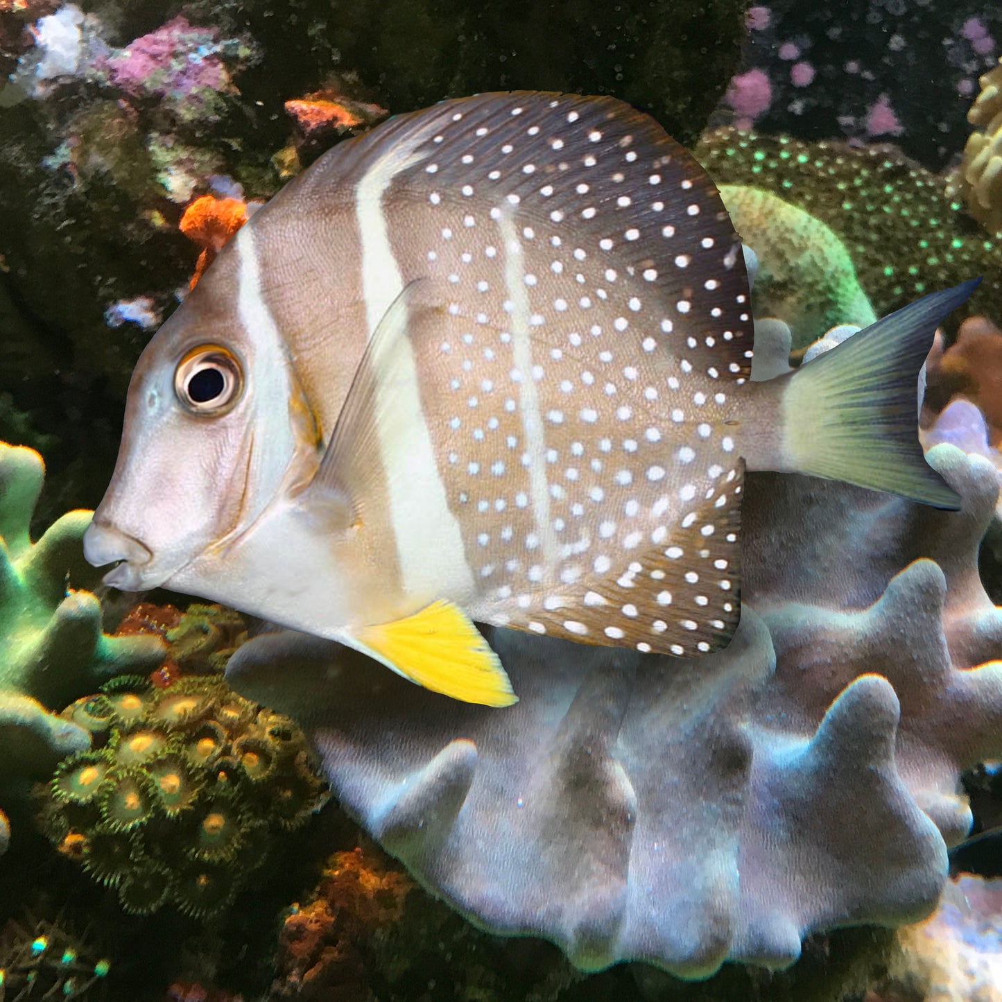 Jewel Tang, Acanthurus guttatus,