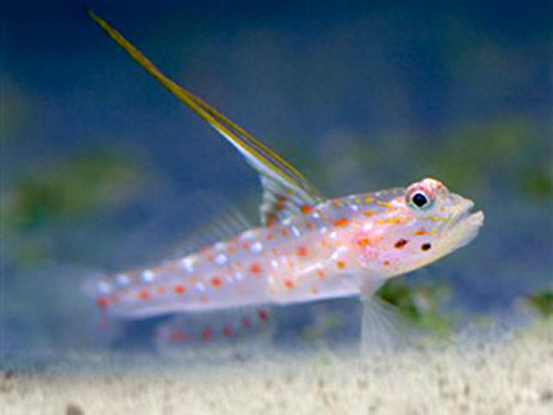 Hi Fin Spangle Goby, Ctenogobiops tangaroai