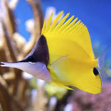 Yellow Longnose Butterflyfish, Forcipiger longirostris,