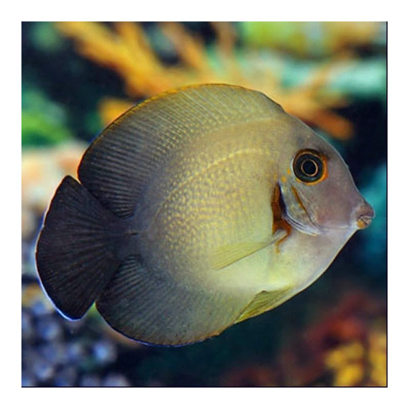 Mimic Half Black Tang, Acanthurus chronixis