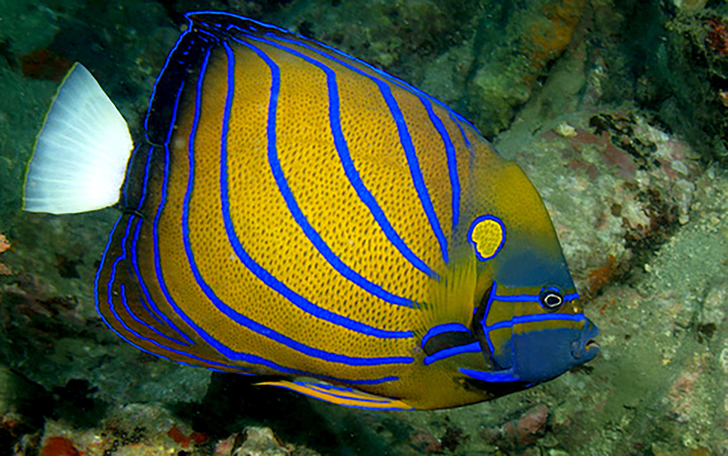 Blue Ring Angel, Pomacanthus annular