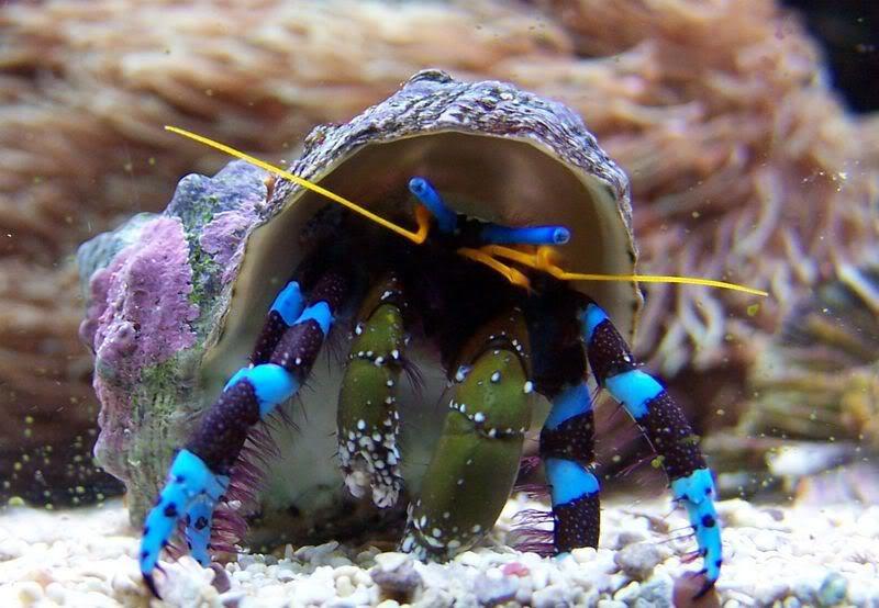 Blue Legs Hermit Crab, Calcinus Elegans