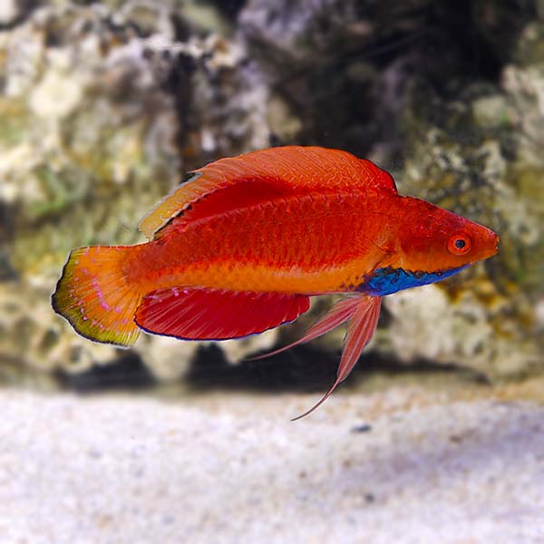 Blue Throat Fairy Wrasse, Cirrhilabrus cyanogularis