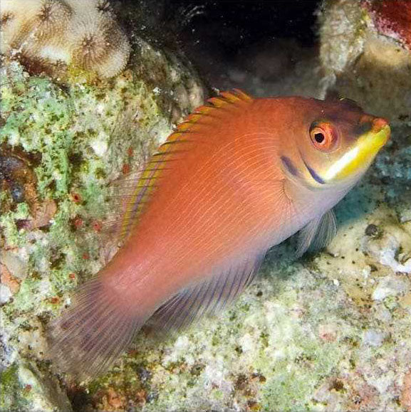 Striated Wrasse, Pseudocheilinus Evanidus