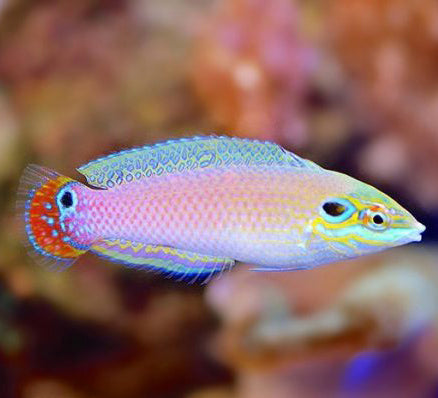 Earmuff Wrasse, Halichoeres melasmapomus