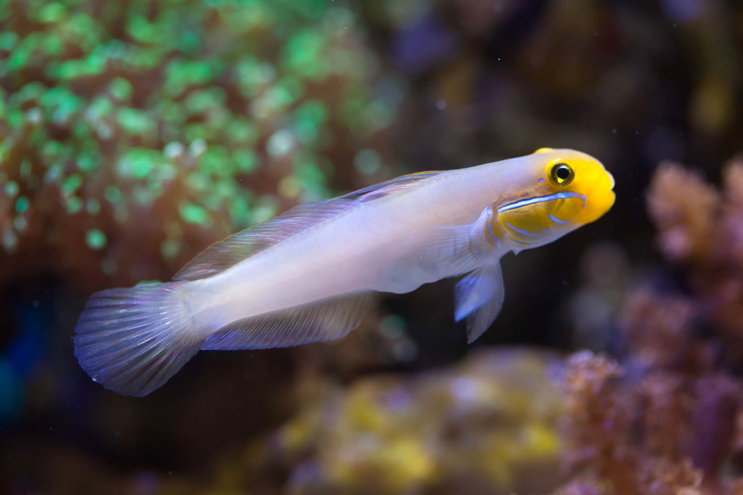 Blue cheek Sleeper Goby,  Valenciennaea Strigata