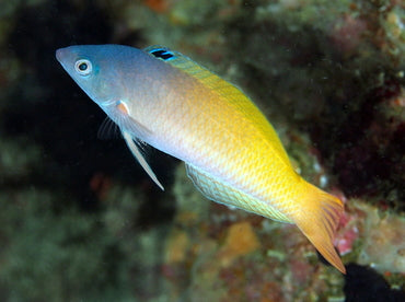 Two Tone Wrasse, Halichoeres prosopeion