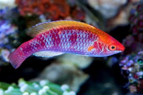 Lubbock's Fairy Wrasse (Cirrhilabrus lubbocki)