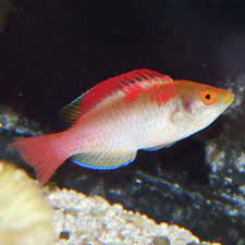 Koi Fairy Wrasse, Cirrhilabrus adornatus