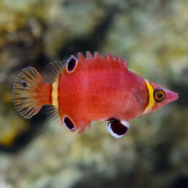 Wetmorella Possum Wrasse Wetmorella nigropinnata