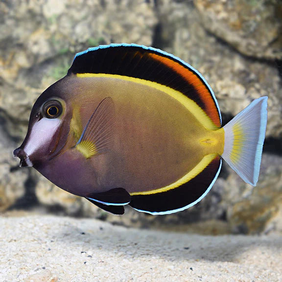 Goldrim Powder Brown Tang, Acanthurus japonicus