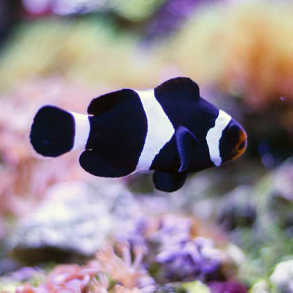 Black Darwin's Clownfish, Amphiprion ocellaris (Tank bred ) pairs