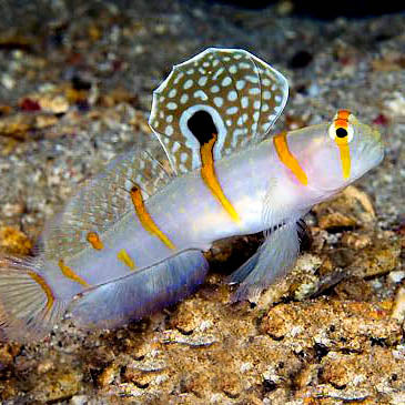 Orange Stripe Prawn Goby, Amblyeleotris randalli.