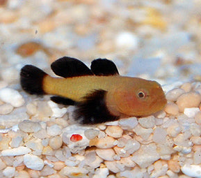 Panda Goby, Paragobiodon Echinocephalus