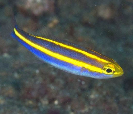 Banana Fish Pentapodus nemurus The Reef Experience