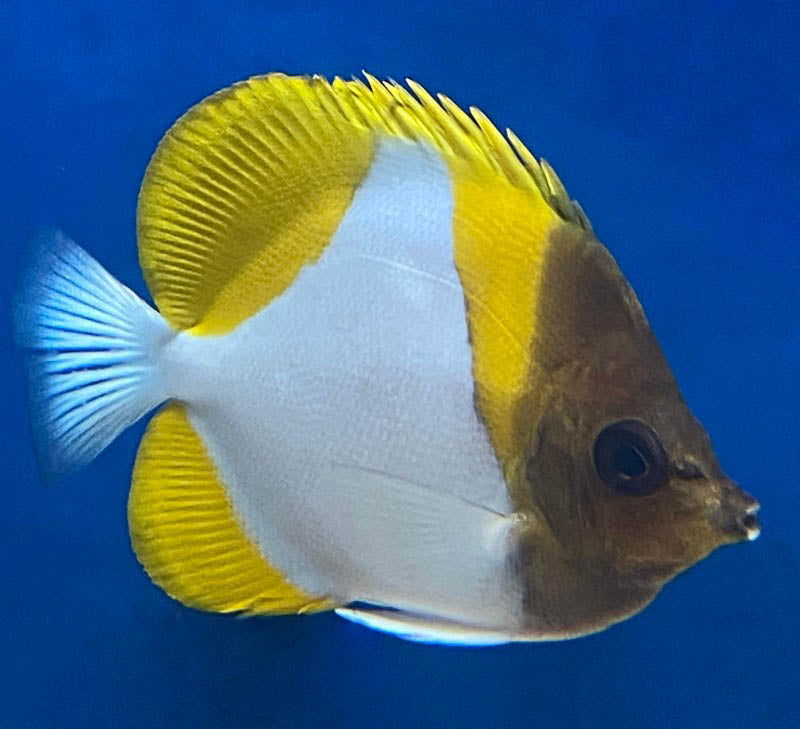 Yellow Pyramid Butterflyfish, Hemitaurichthys polylepis.