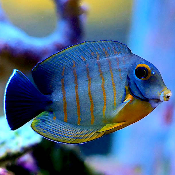 Red Stripe Mimic Tang Acanthurus tristis