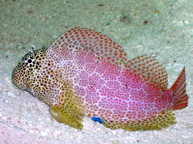 Red Sailfin Blenny, exallias brevis