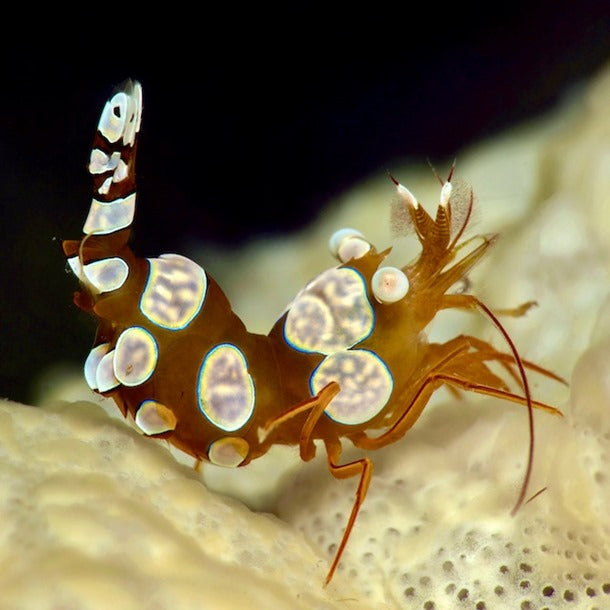 Sexy Shrimp, Thor Amboinensis