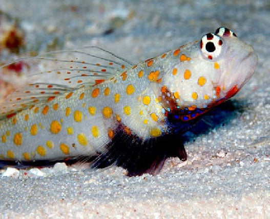 Orange Spot Shrimp Goby, Amblyeleotris Gutata