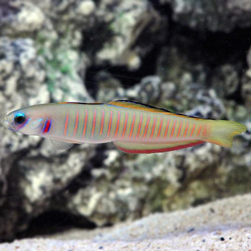 Shotsilk Goby, Ptereleotris zebra