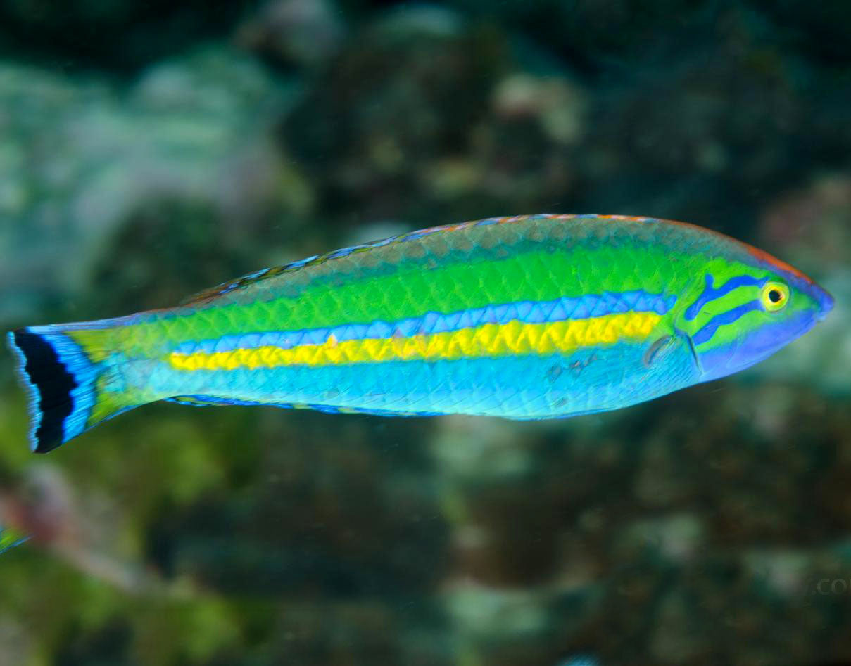 Candy smalltail Wrasse, Pseudojuloides Cerasinus