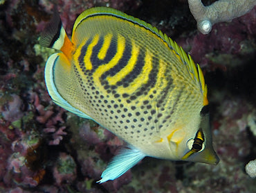 Spotband Butterflyfish. Chaetodon punctatofaciatus