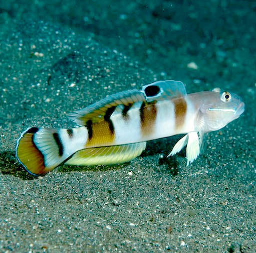 Tiger Goby, Valenciennea wardii