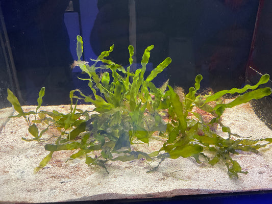 Caulerpa Prolifera