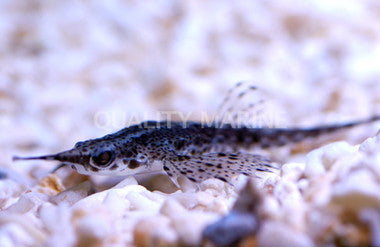 Longnose Gurnard, Pegasus volitans