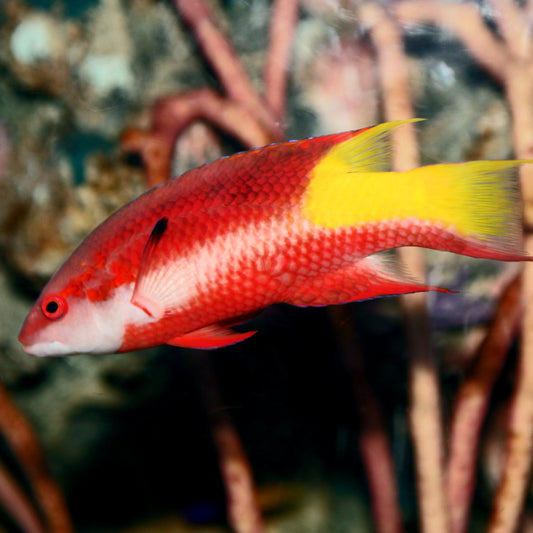 Cuban Hogfish, Bodianus pulchellus