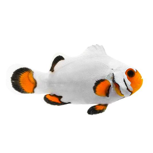 Snowflake Clownfish Amphiprion ocellaris - Pairs