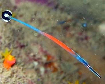 Janss' Pipefish, Doryrhamphus Janssi