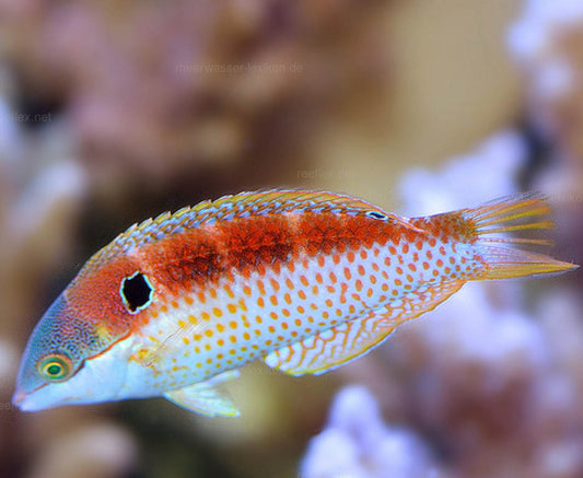 Vivien's Leopard Wrasse, Macropharyngodon vivienae