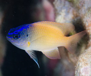King Damsel Chrysiptera rex