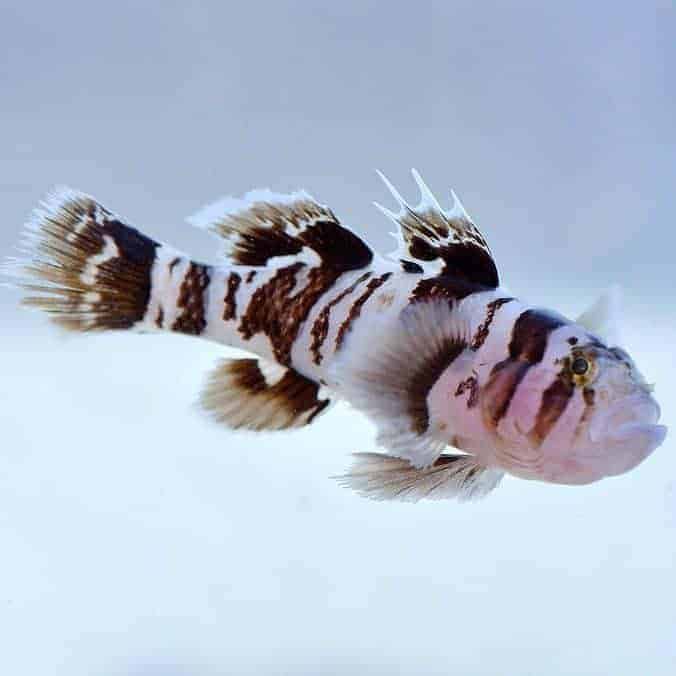 Bared Reef Black Barred Reef Goby, Priolepis Nocturna – The Reef Experience